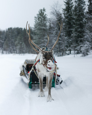 Reindeer photo